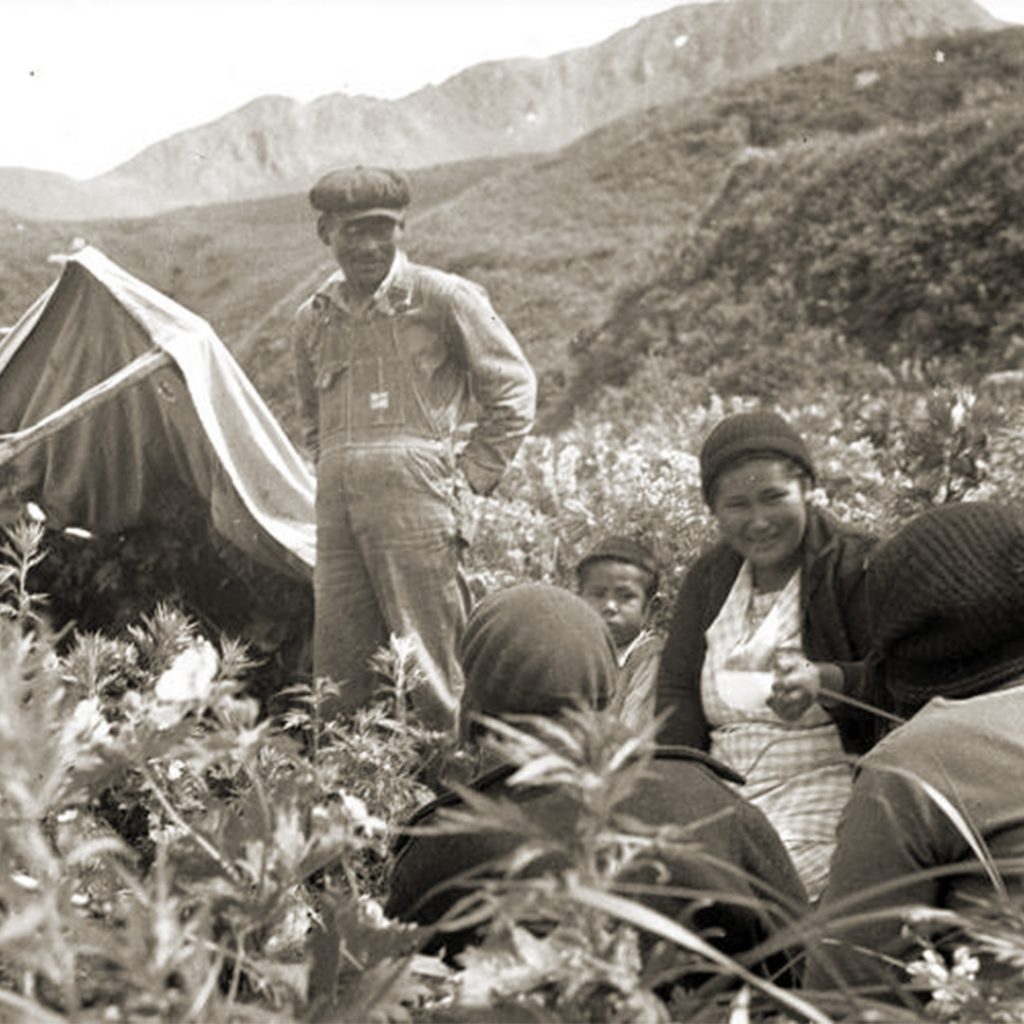 Chief Mike Hodikof and his wife Anastasia collecting roots near Attu Village, 1936. The indigenous Unangax̂ (Aleut) people of the Aleutian Islands were skilled hunters, gatherers, and stewards of the land.