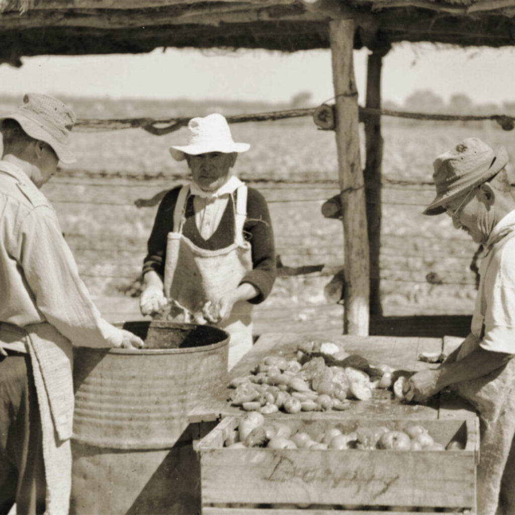 tomato seed extraction