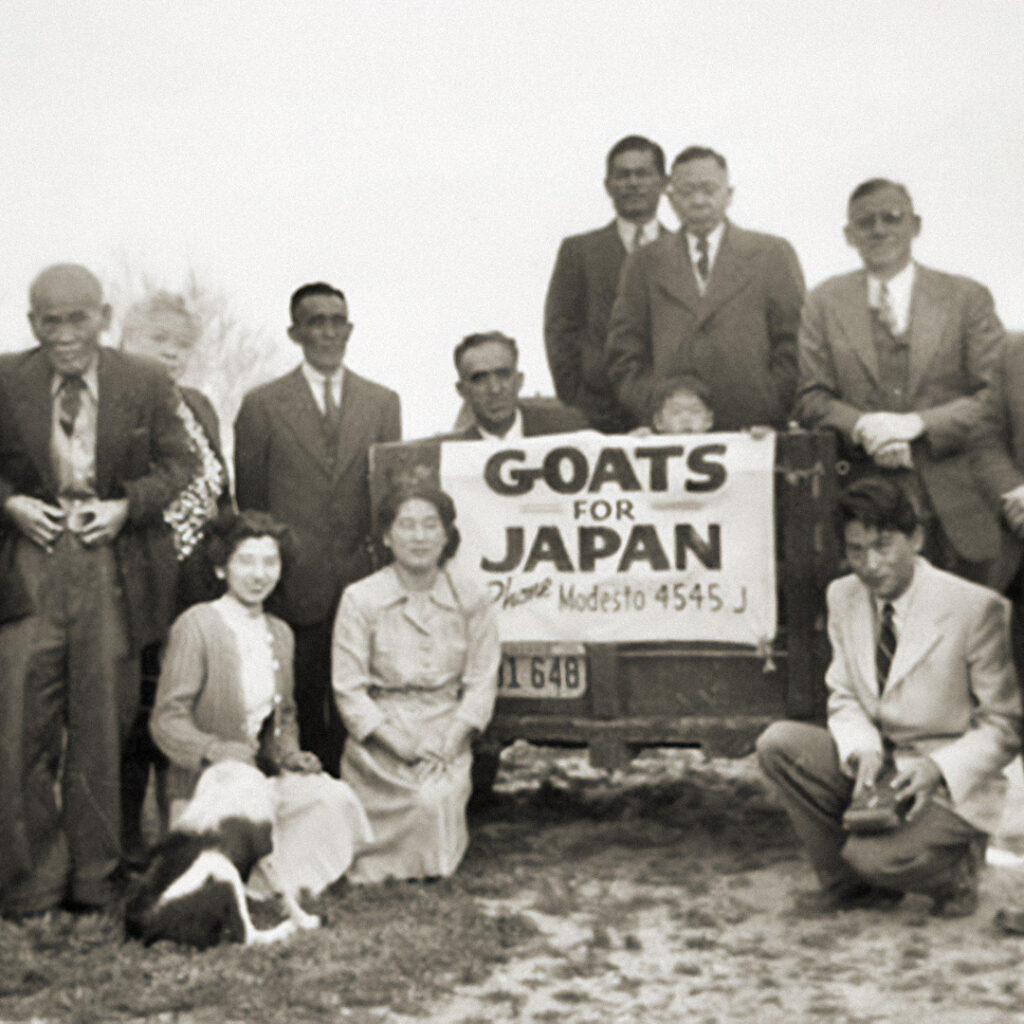 Goats for Japan